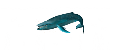 whales