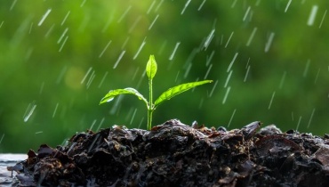 Green Sprouts in the Rain