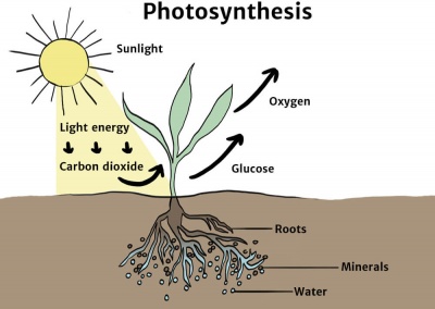 Photosynthesis Diagram