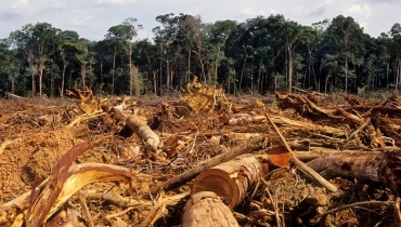 Deforestation