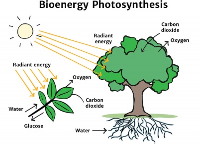 Photosynthesis Diagram