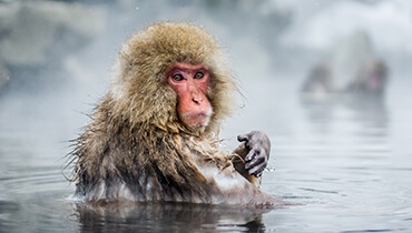 snow monkey