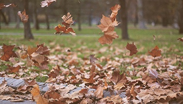 autumn leaves