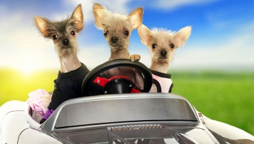 3 Dogs in a Car